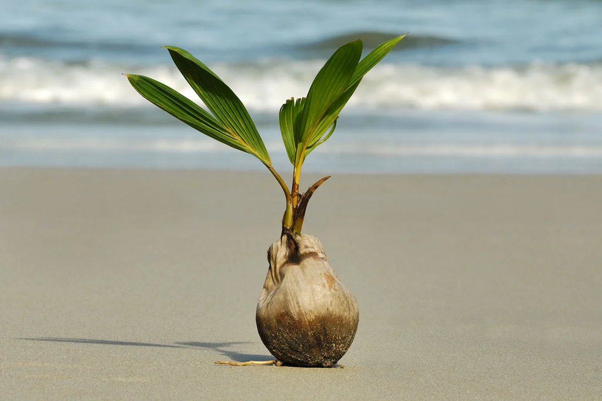 Sprouting Coconut Palm Tree (Cocos nucifera)