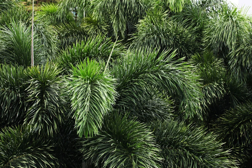 Foxtail palm trees