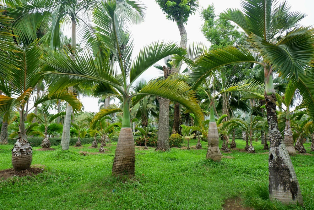 Bottle Palm Trees