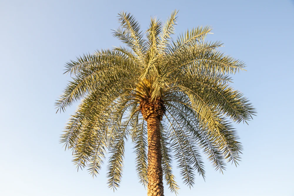 Silver Date palm tree