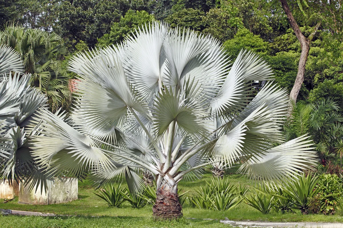 Silver Fan Palm Tree