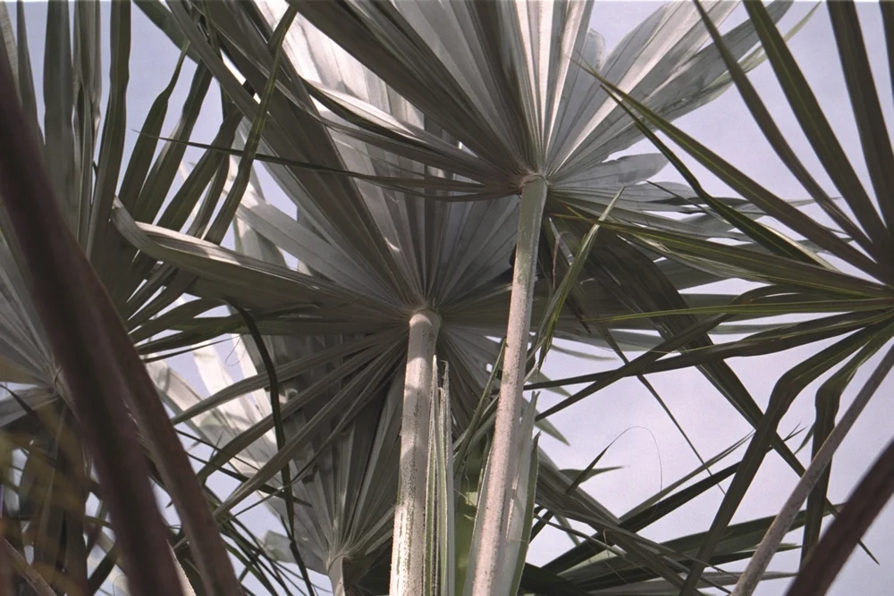 Silver Thatch Palm