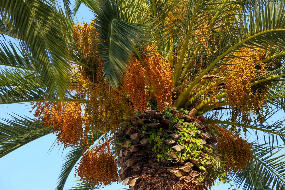Canary Islands Date Palm with its fruits