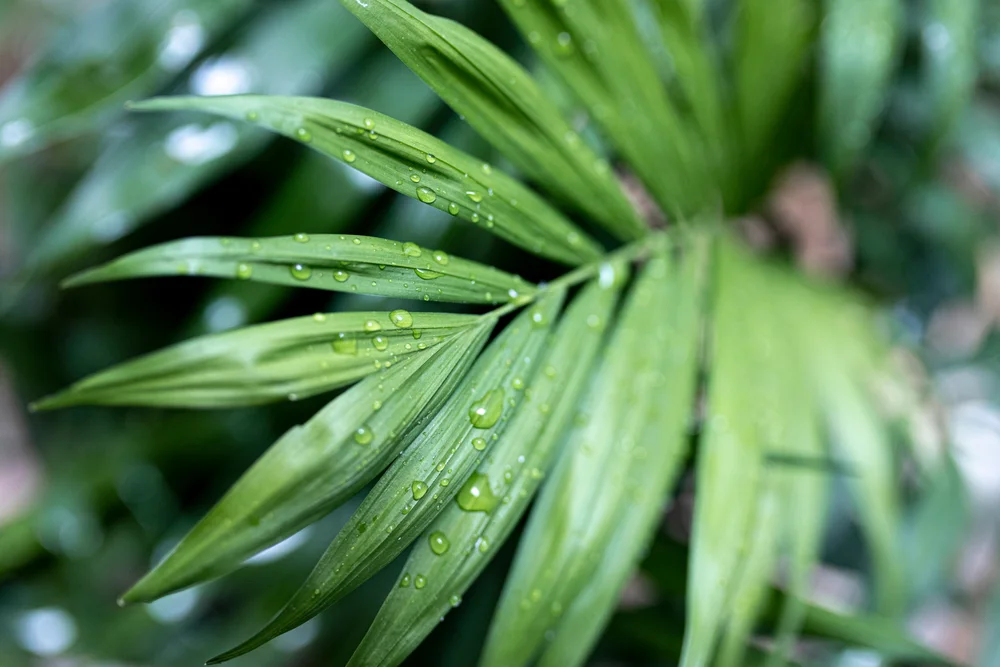 Kentia palm leaf with water drops