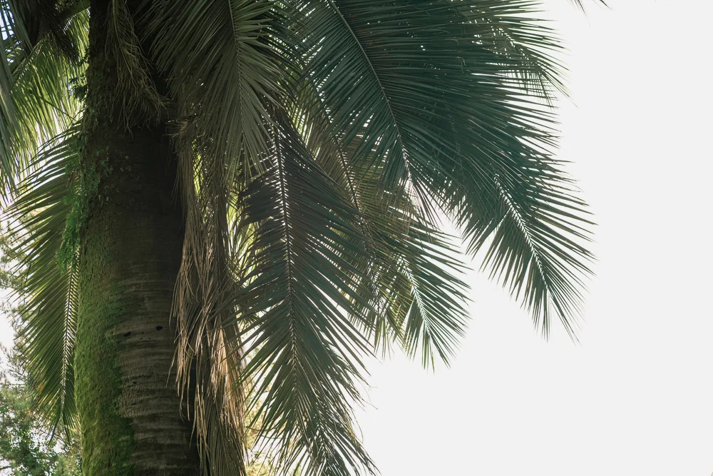 Chilean Wine palm tree