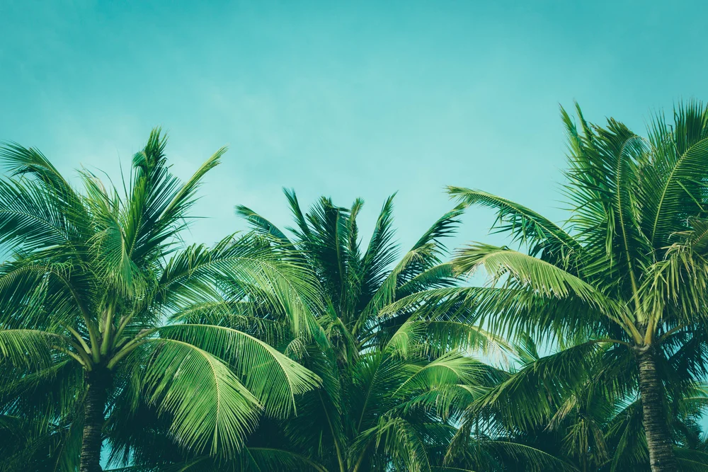 Palm trees and the blue sky