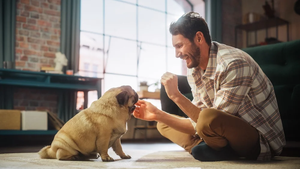 Happy man giving his dog a treat at home