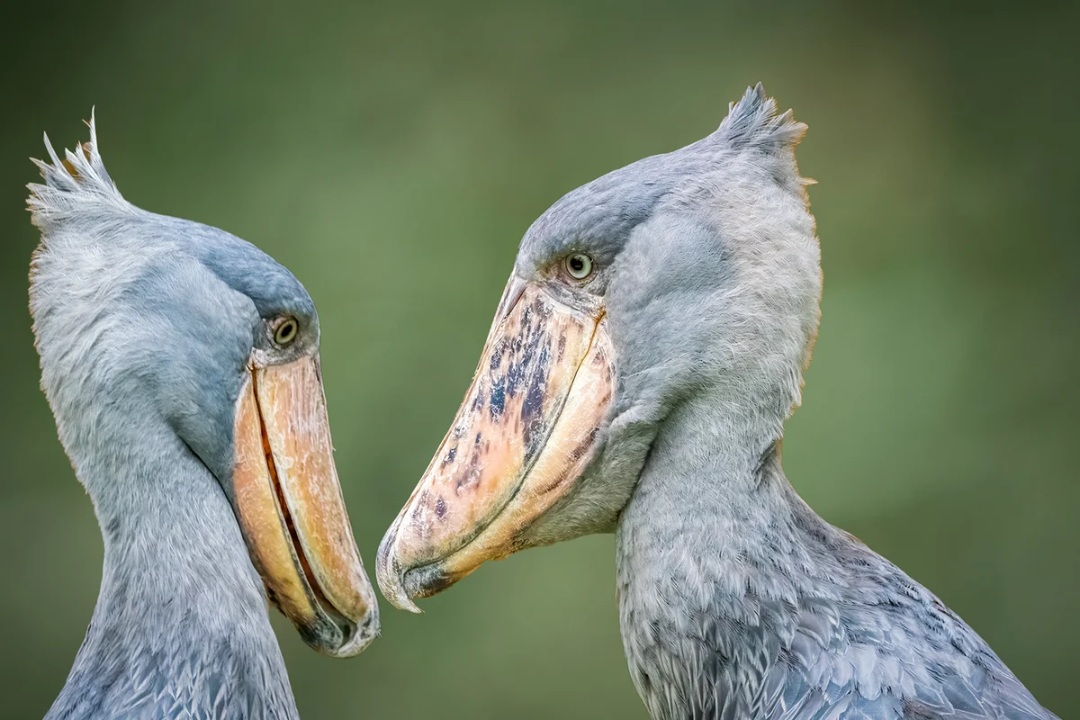 Two Shoebill Storks also known as whalehead