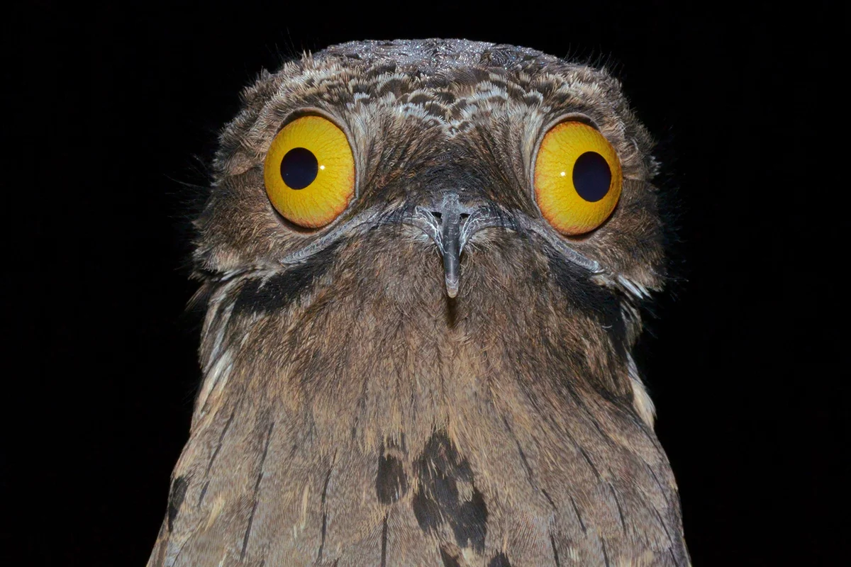Common Potoo