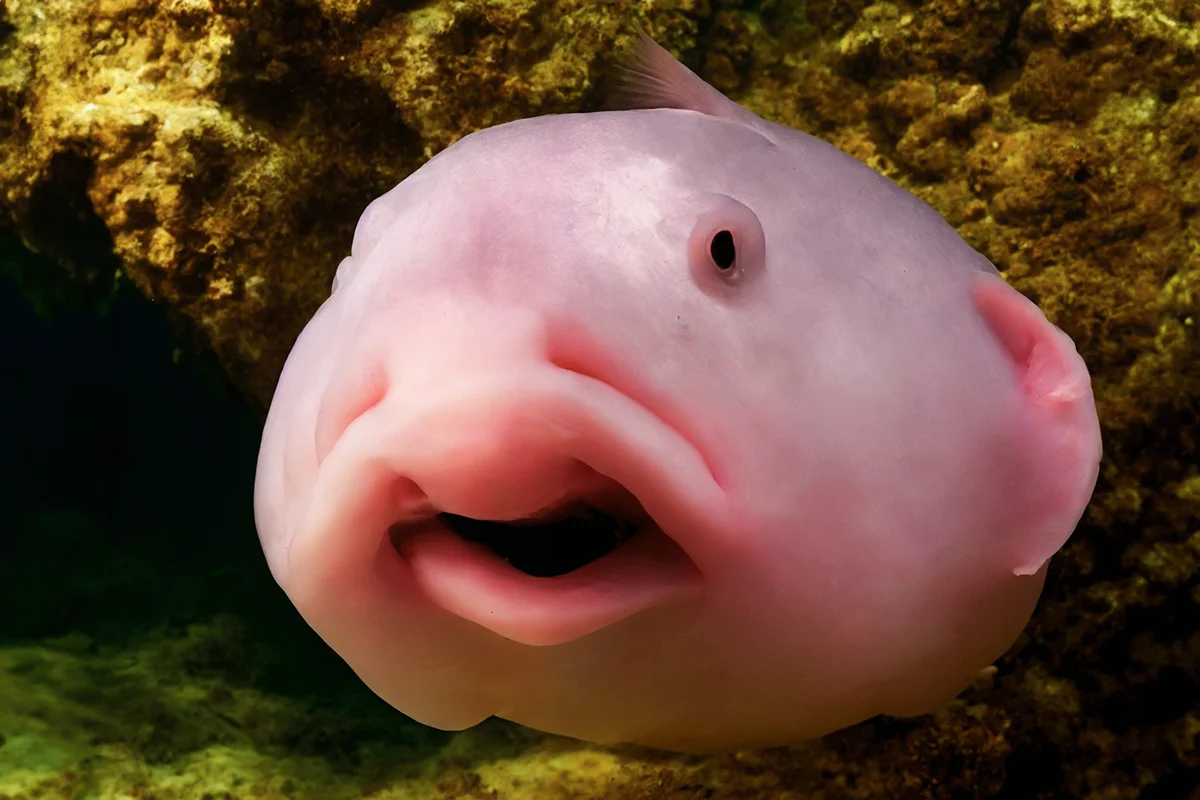 Photo of a Blobfish - World's ugliest fish