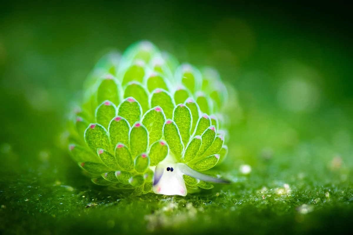 Costasiella Kuroshimae nudibranch at Bali