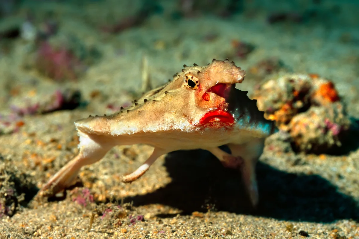 The red-lipped batfish or Galapagos batfish