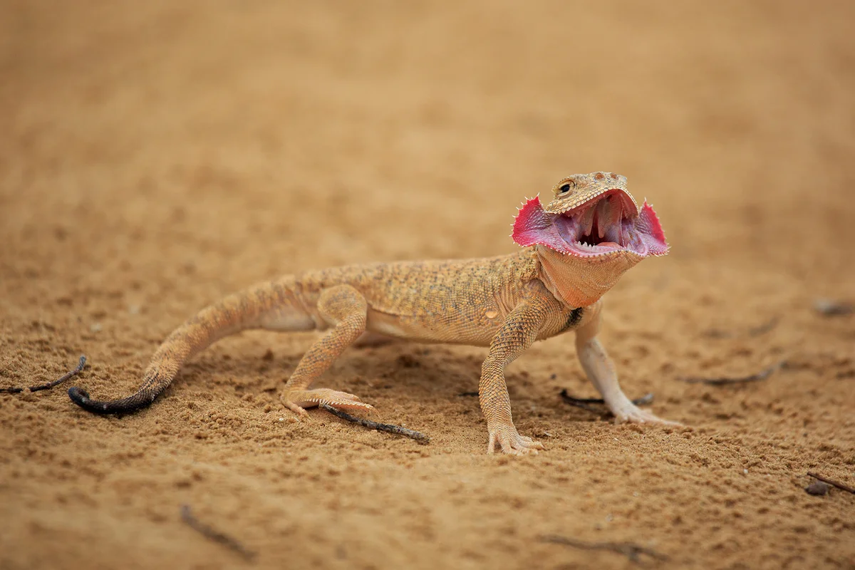 Spotted toad-headed Agama