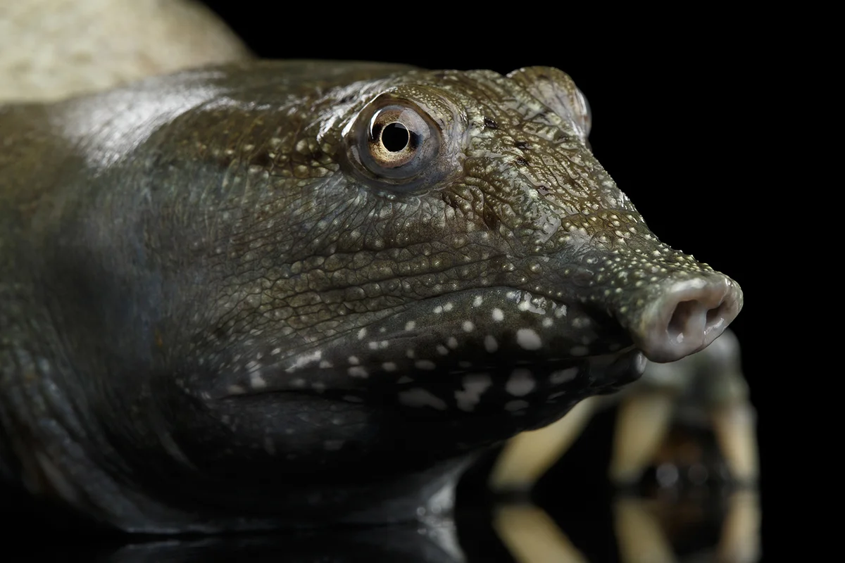 Close-up head Chinese Soft Shell Turtle