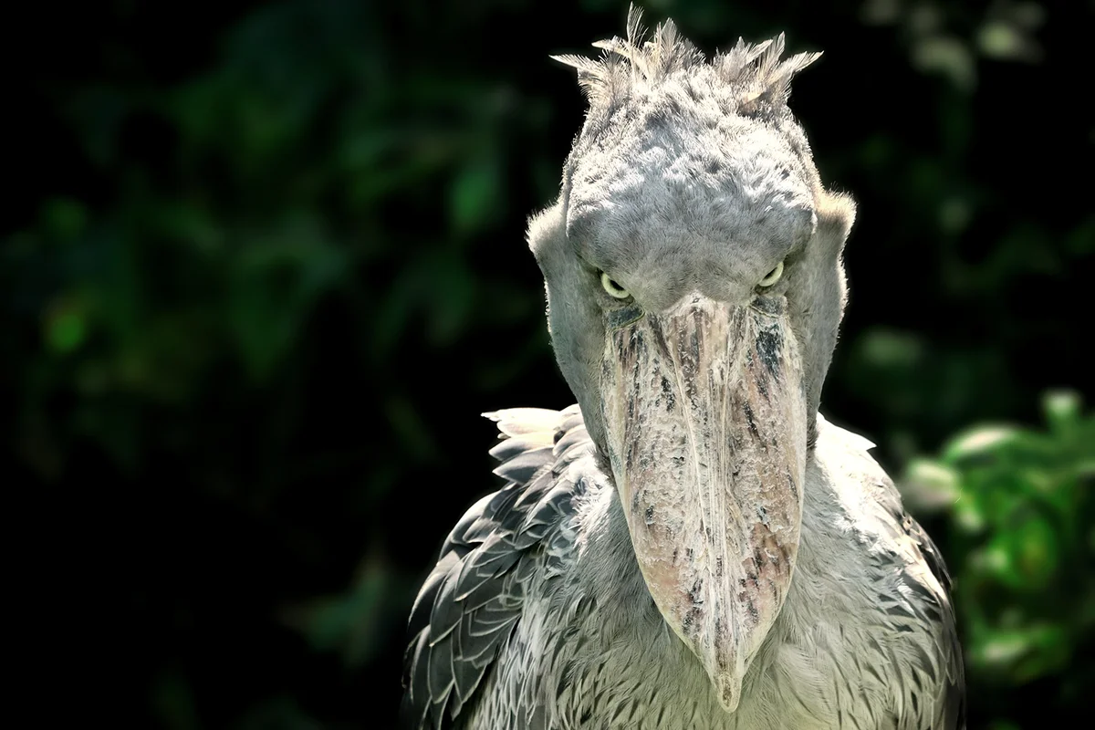 A shoebill (Balaeniceps rex) stork standing surrounded by plants and waiting