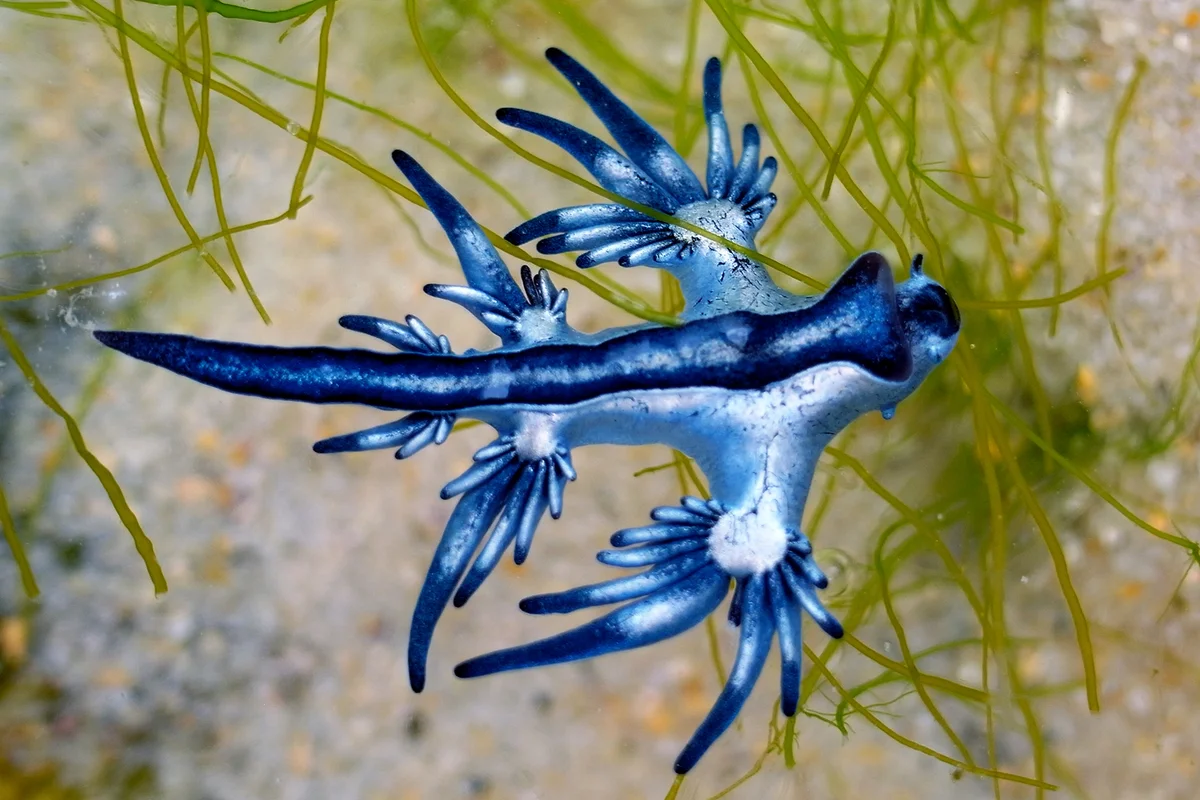 Blue Dragon, Glaucus Atlanticus, Blue Sea Slug