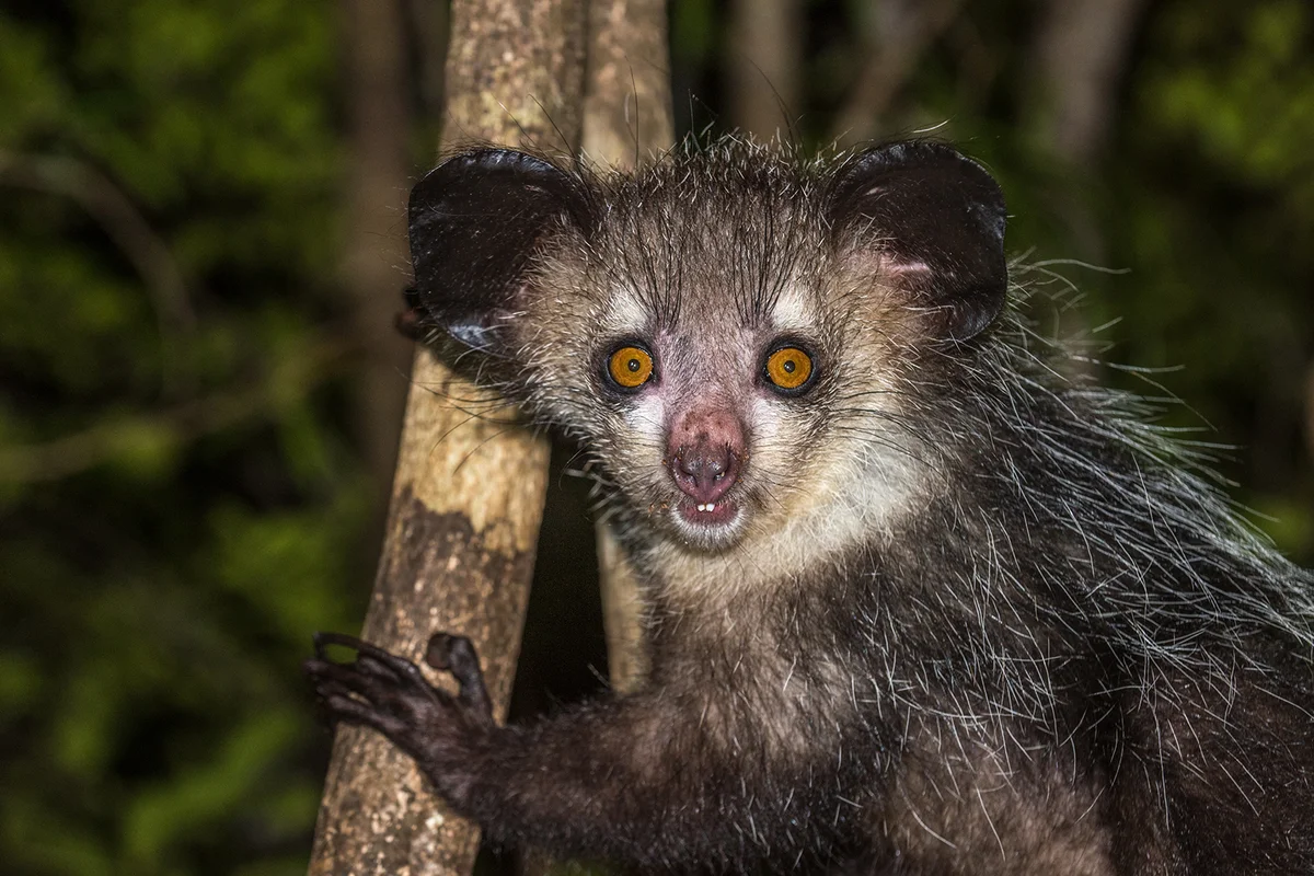 Aye-aye, nocturnal lemur of Madagascar