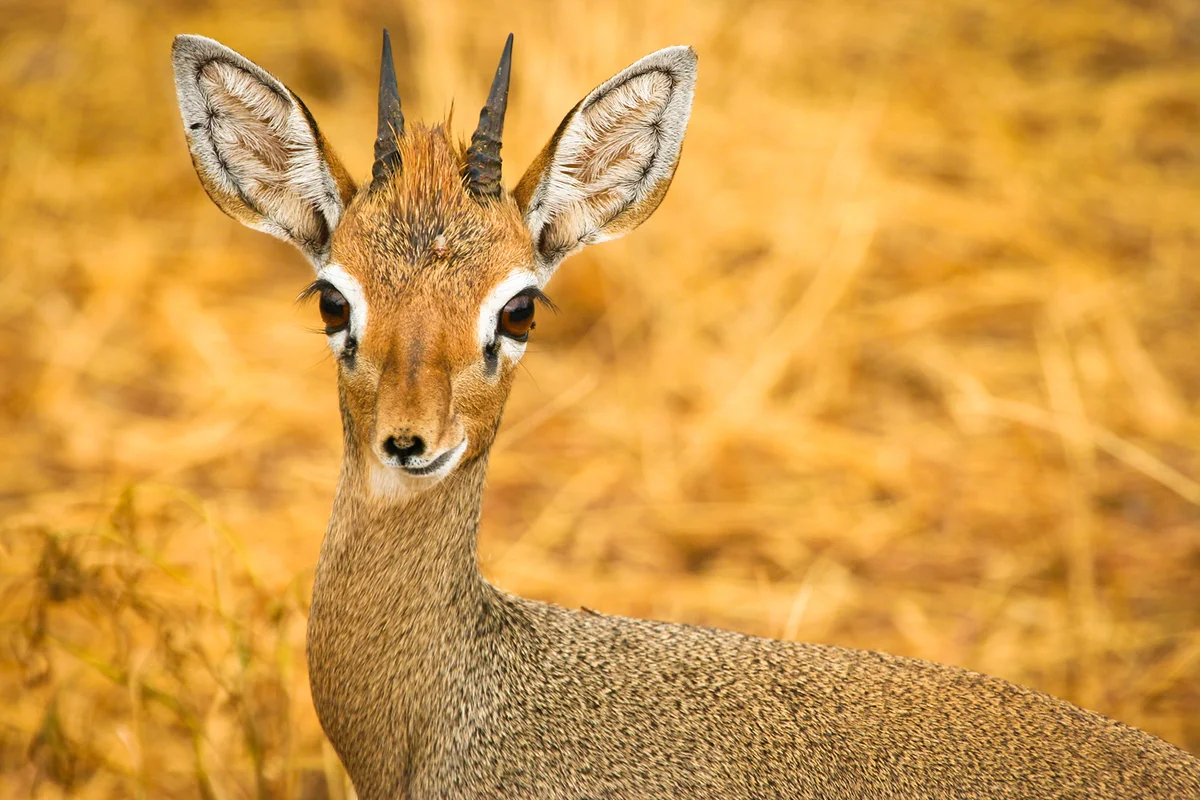 Portrait of Kirk's dik-dik (Madoqua kirkii)