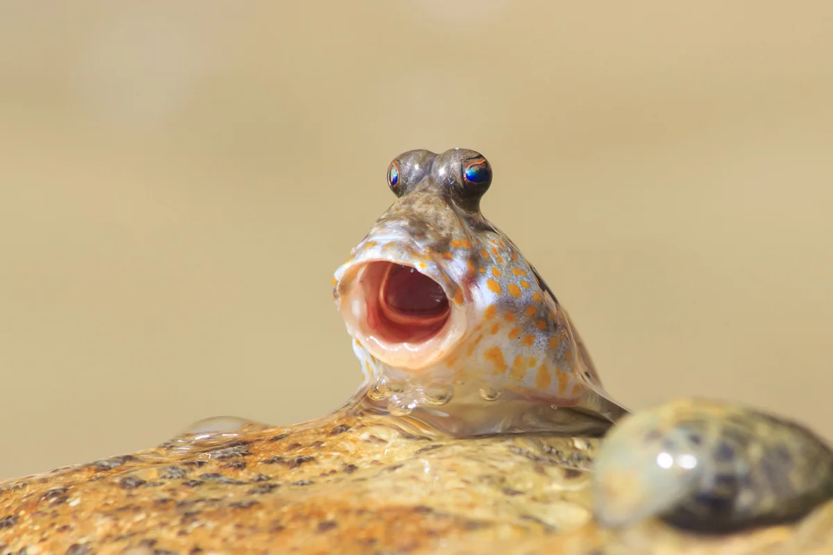 Rockskipper fish