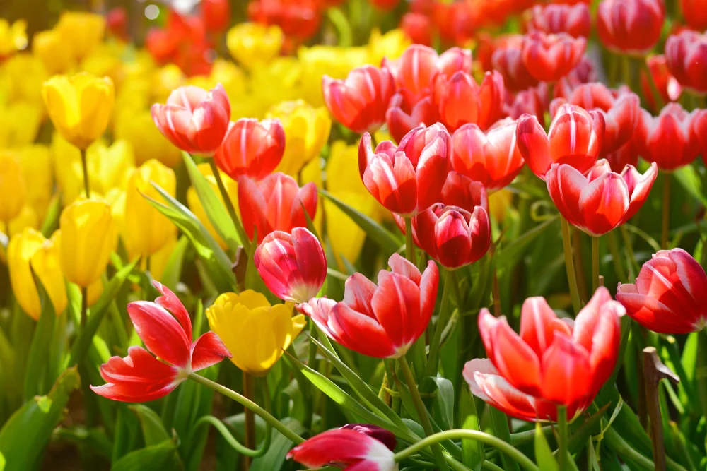 Beautiful red and yellow Tulip flowers on a sunny day