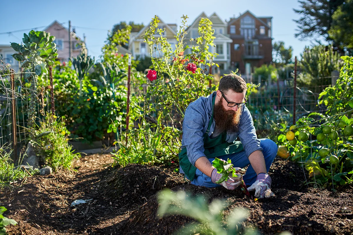 Man harvesting beets in an urban communal garden