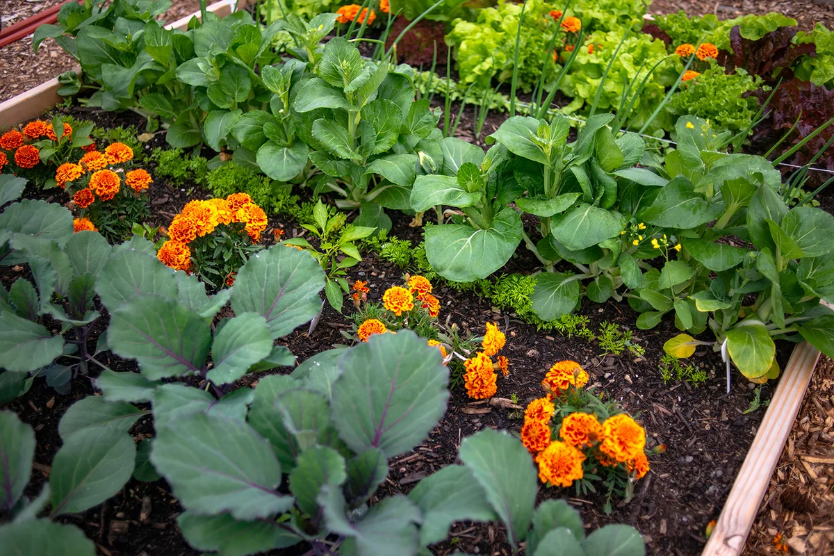 Garden plot with raised bed