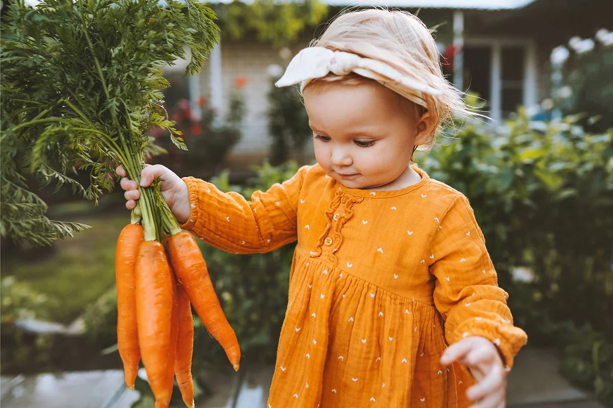 Child holding carrots in garden