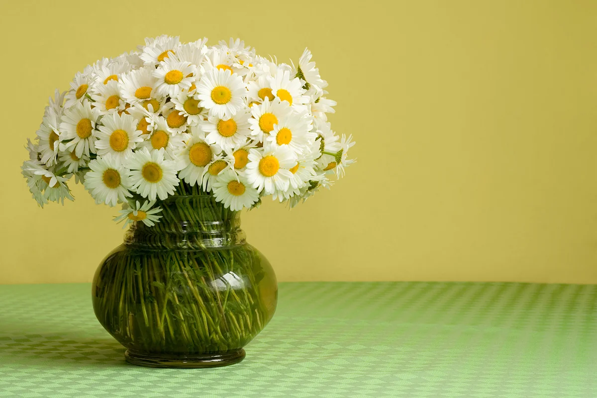 Rich daisy bouquet in a glass vase on the table in front of a yellow wall