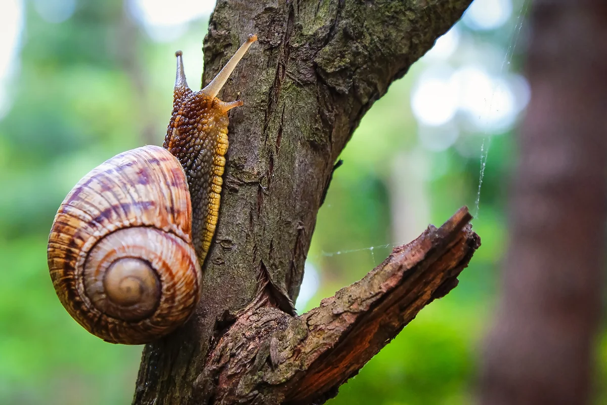Snail on the tree in the garden