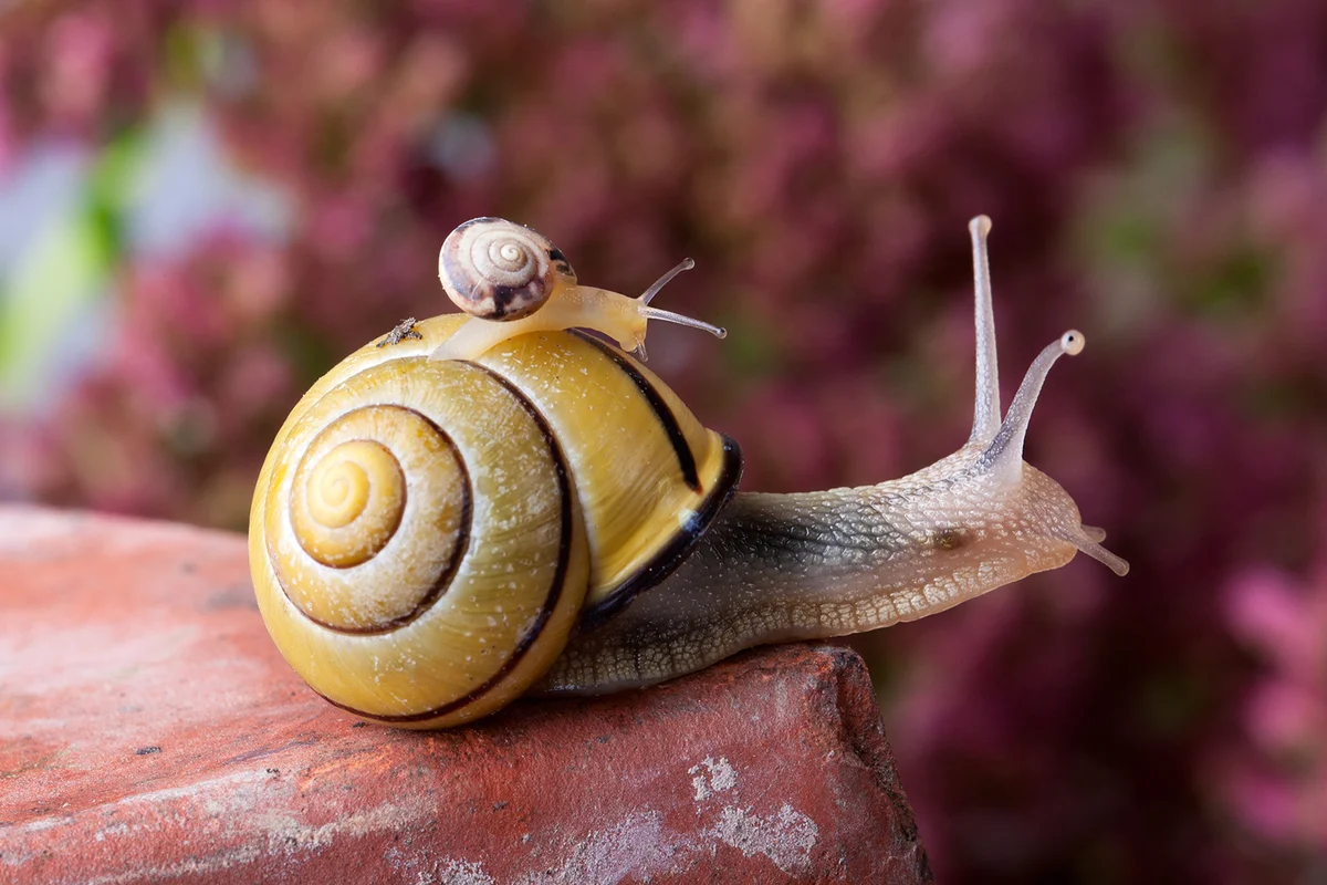 Yellow and Black banded Snail carrying a tiny snail on her back