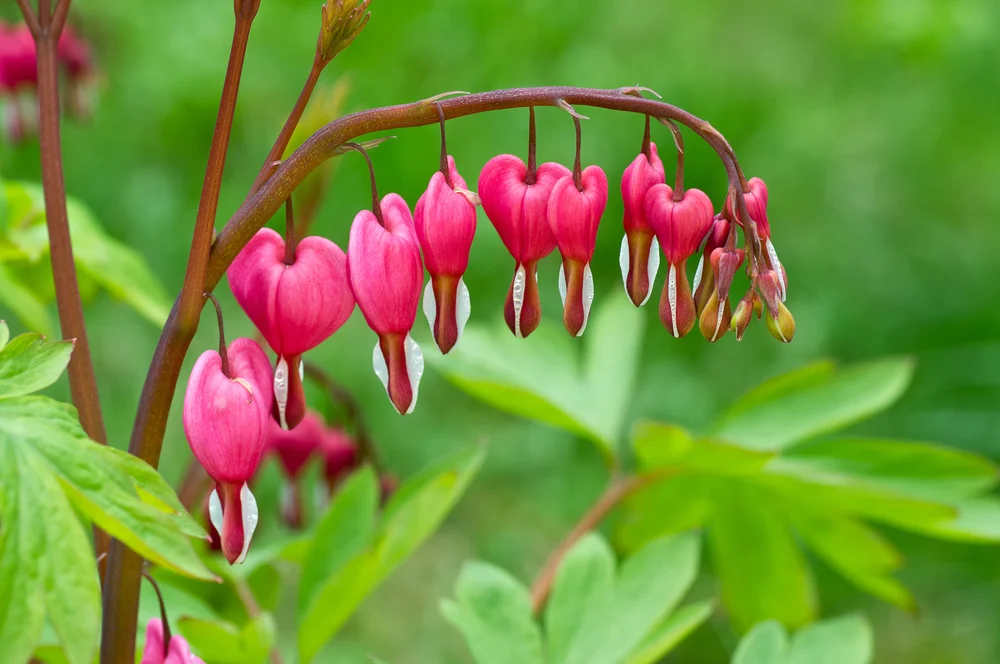 bleeding heart flowers