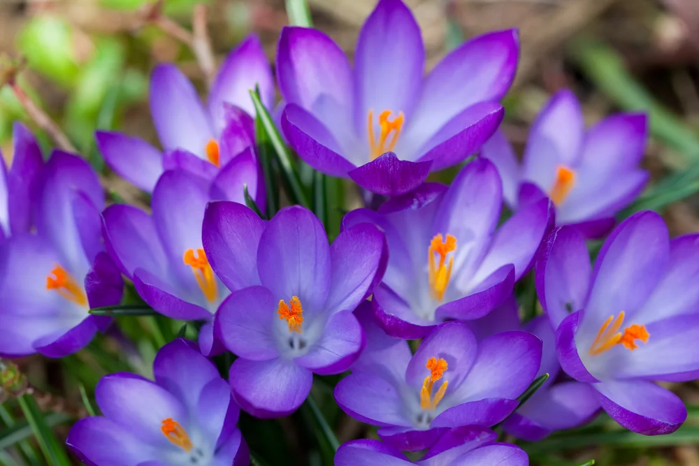 crocus