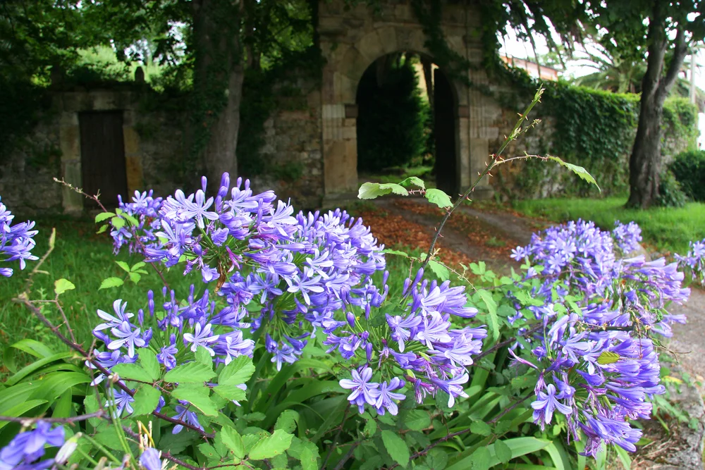 African lilies