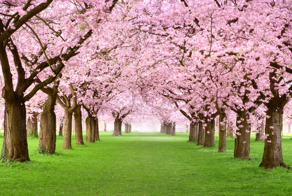 cherry blossoms