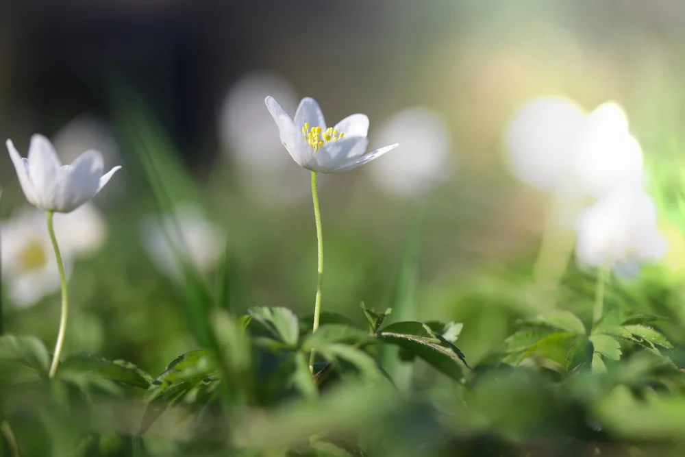 snowdrop anemone