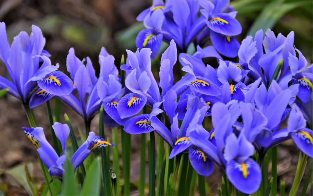 iris
