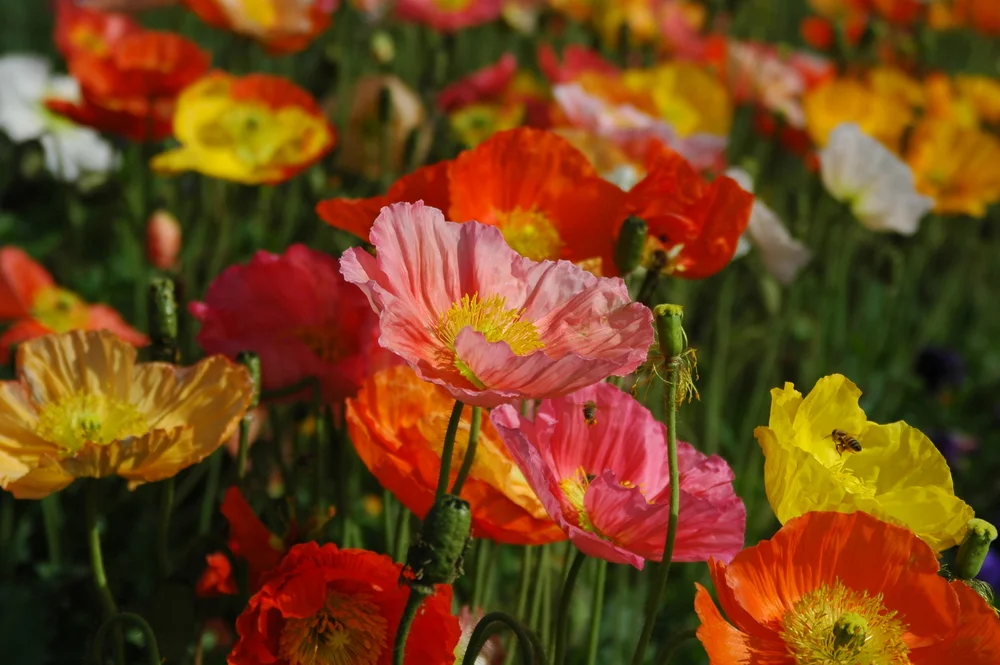 Icelandic poppies