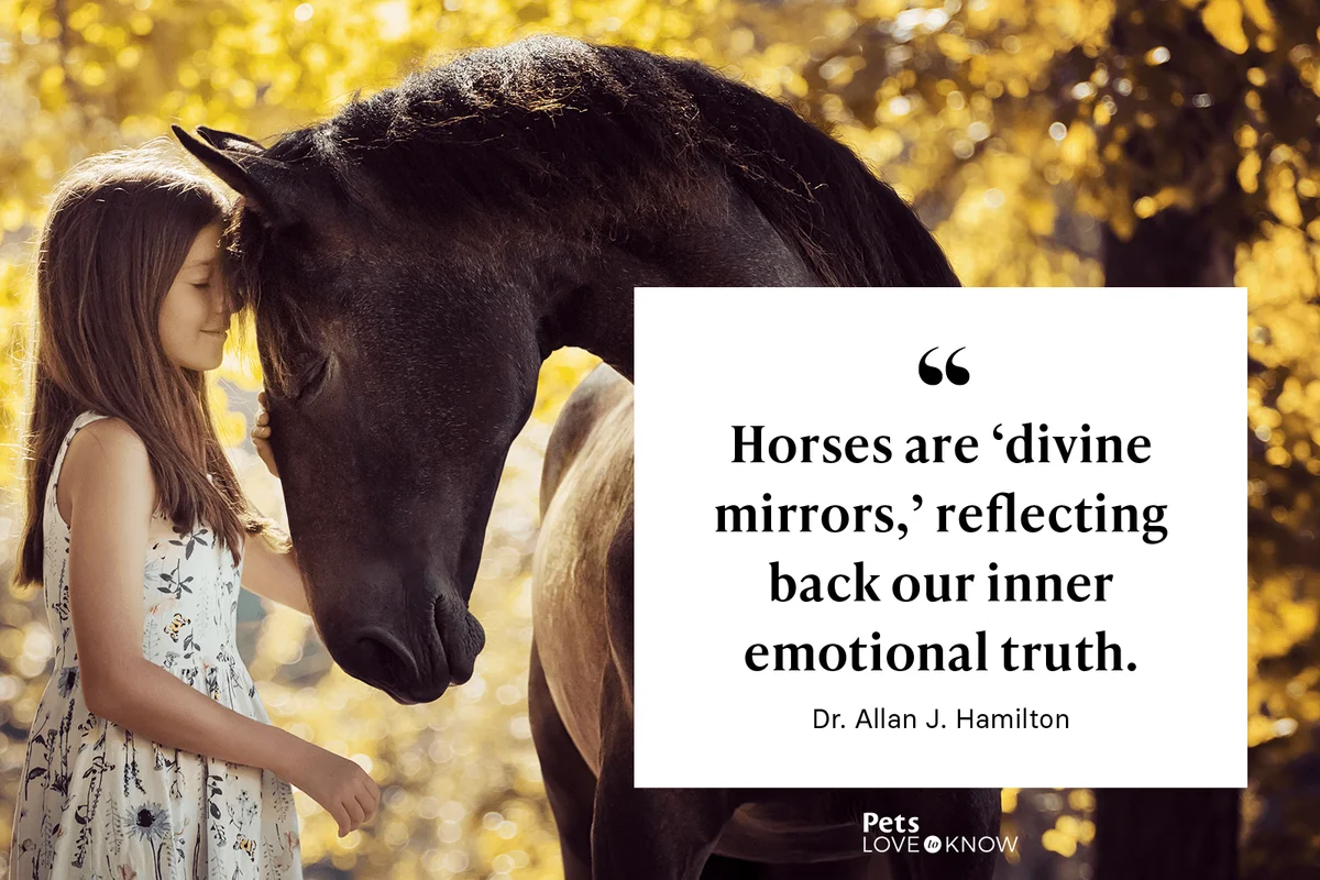 “Horses are “divine mirrors,” reflecting back our inner emotional truth.” -Dr. Allan J. Hamilton