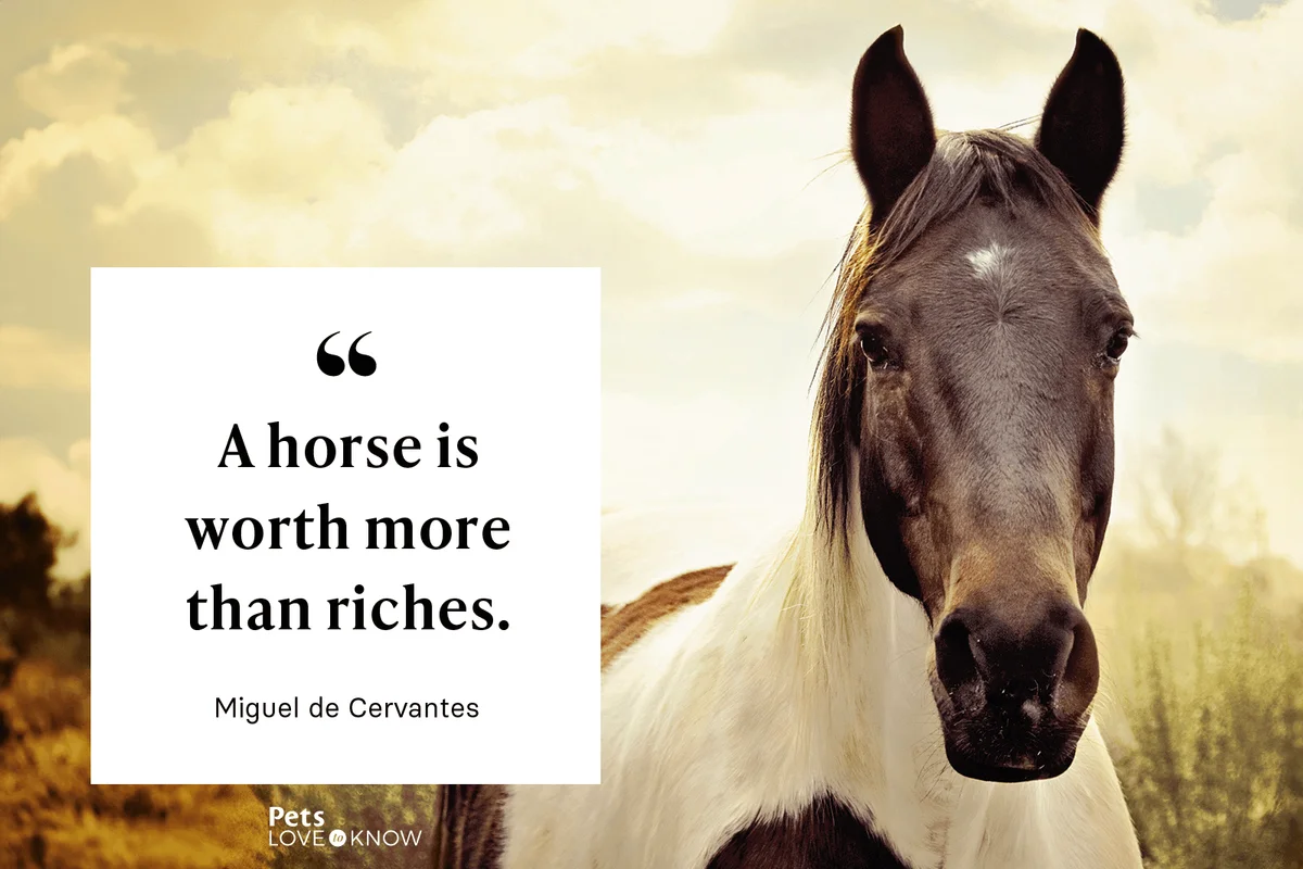 “A horse is worth more than riches.” -Miguel de Cervantes
