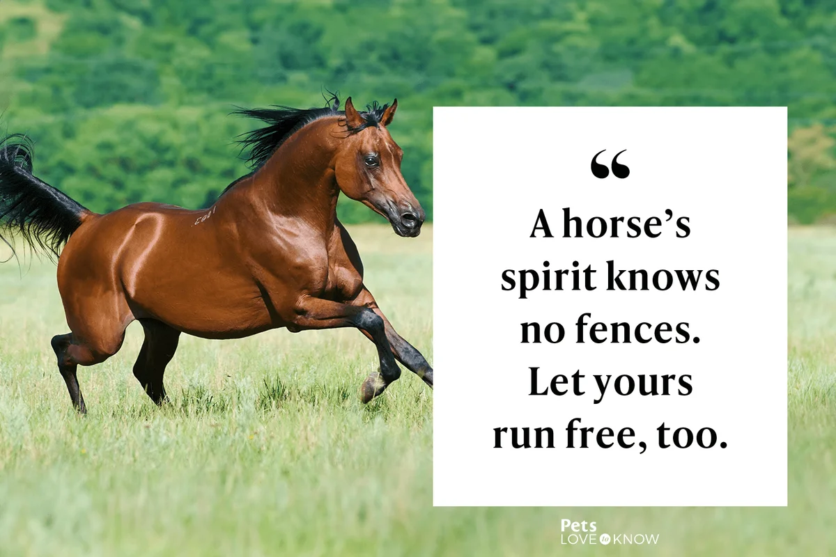 A horse’s spirit knows no fences. Let yours run free, too.