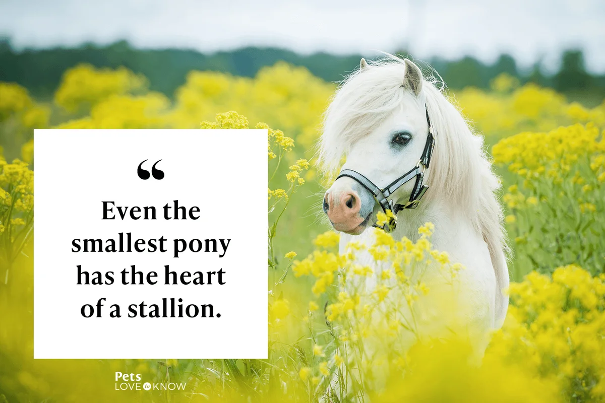 Even the smallest pony has the heart of a stallion.