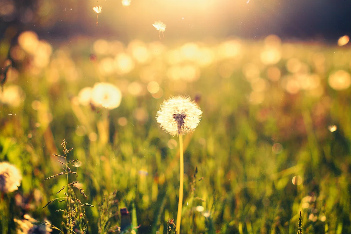 Dandelion on the meadow at sunlight background