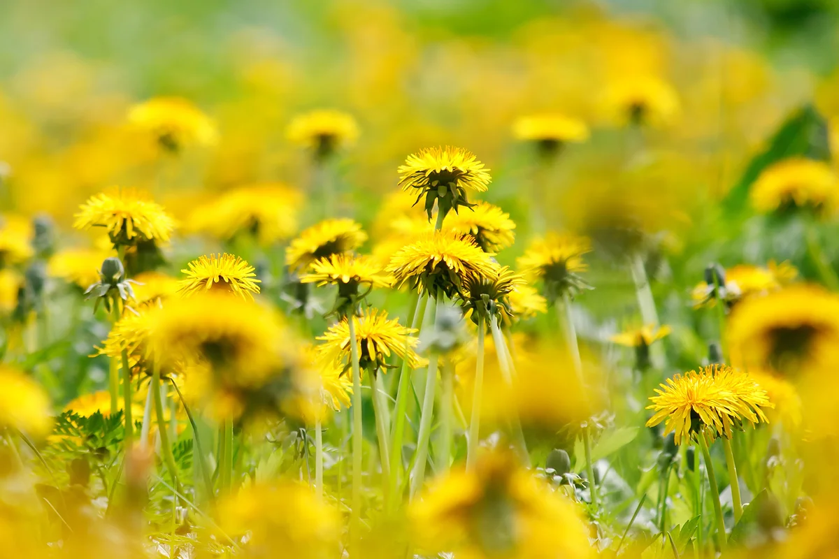Field of dandelions