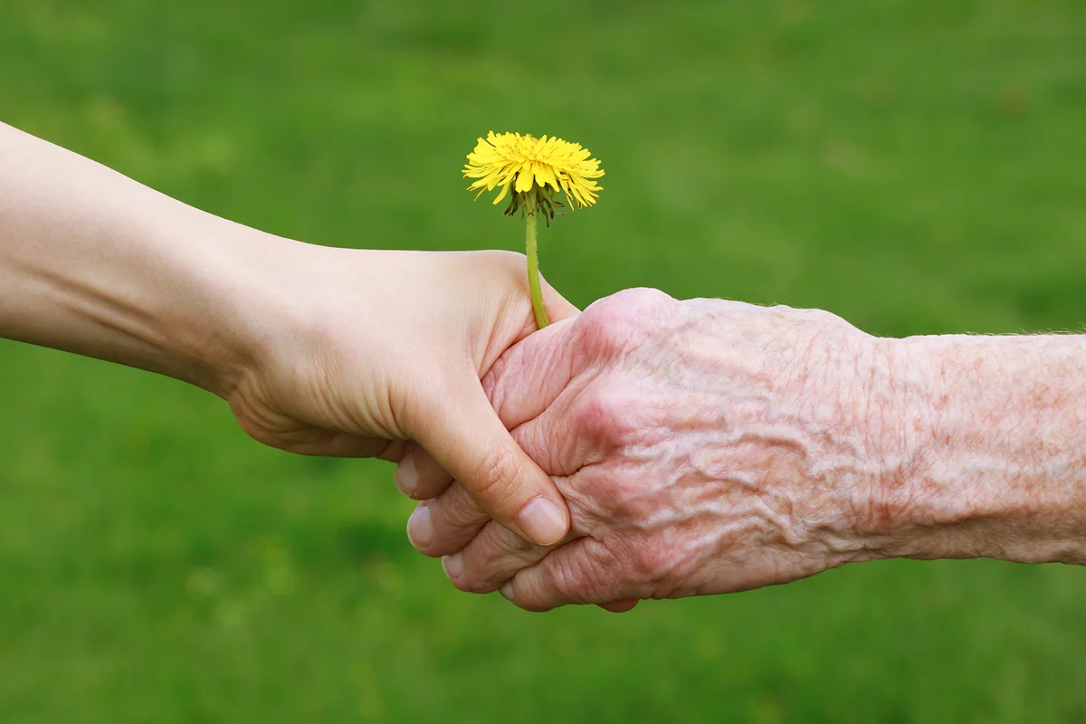Young and senior's hand holding a dandelion