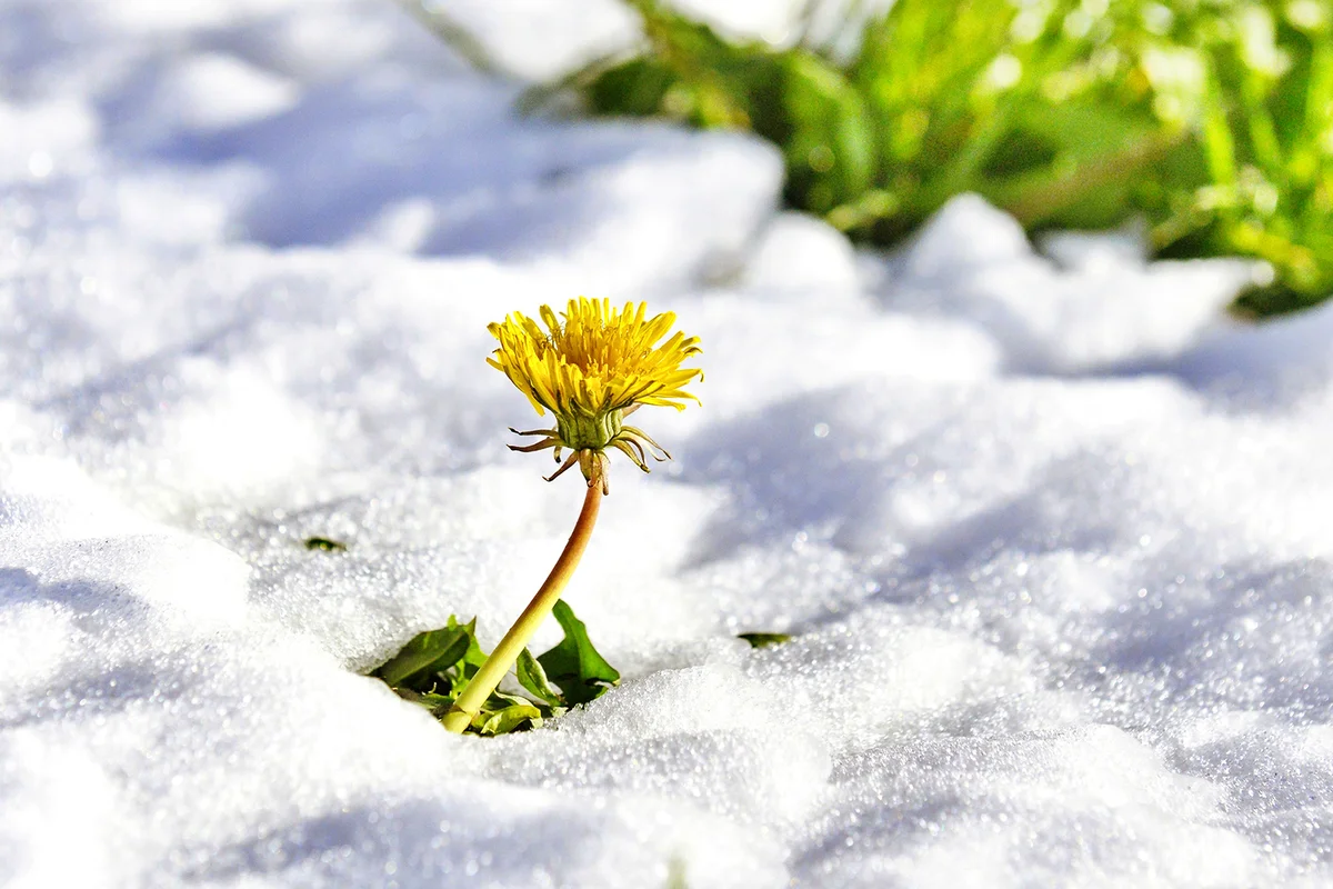 dandelion on on a fresh snow in april