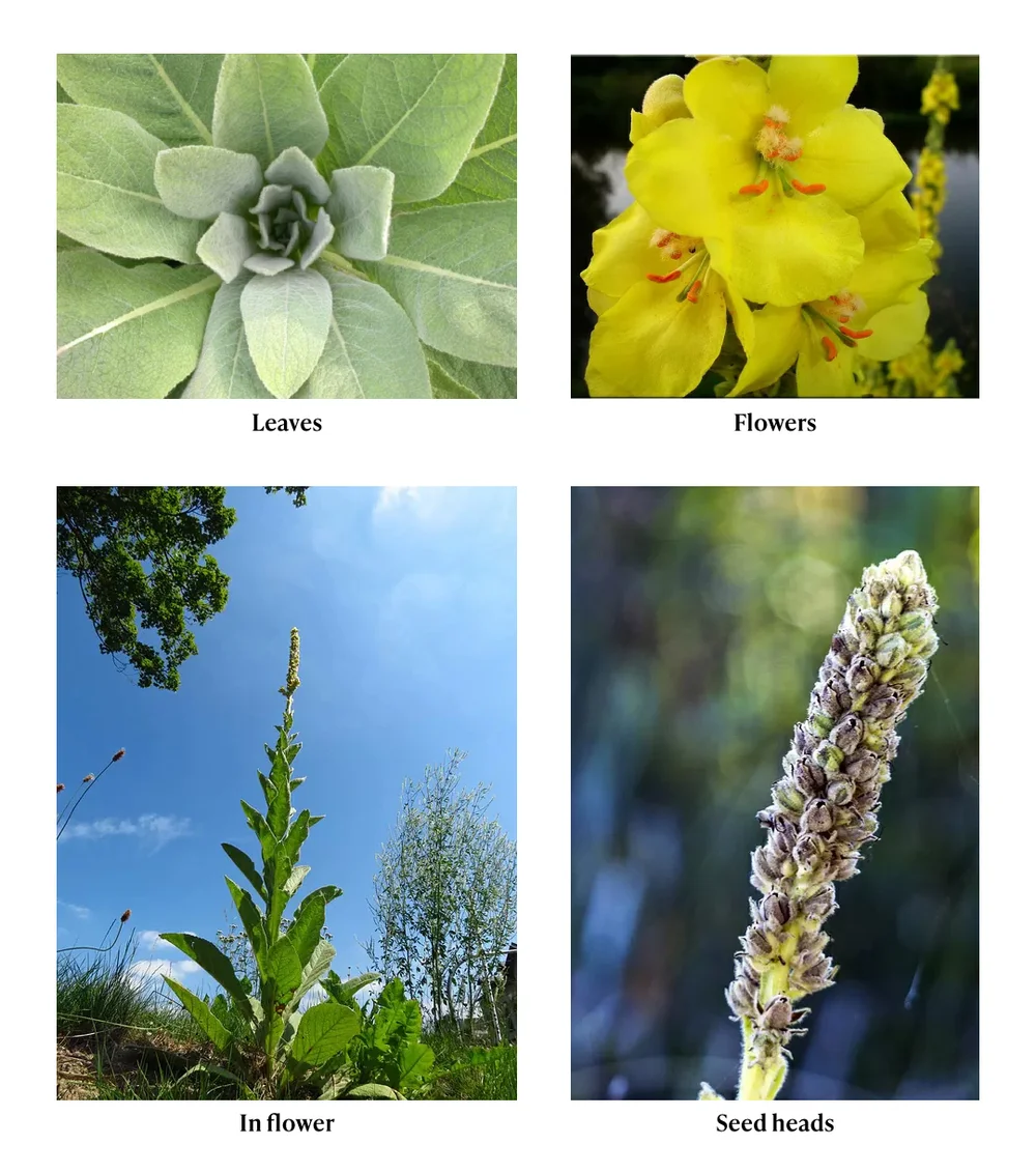 Mullein plant appearance