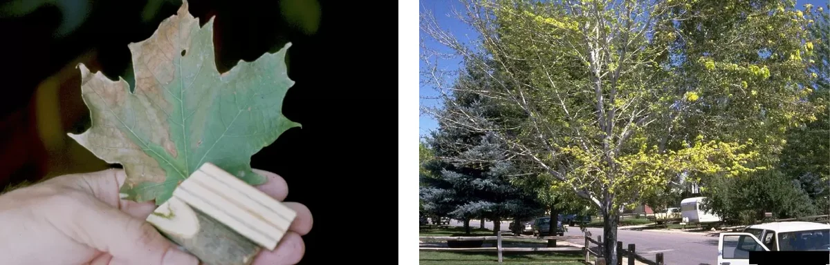 maple wilt