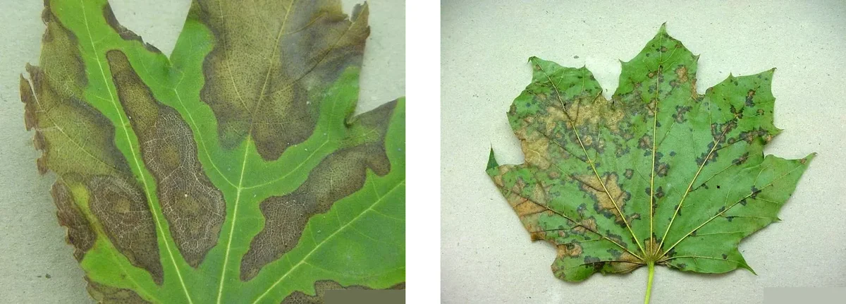 Anthracnose