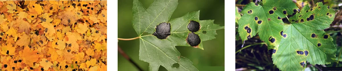 Tar Spot
