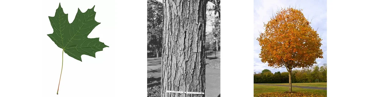 Sugar Maple (Acer Saccharun)